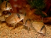 Corydoras metae i lek. Hunnen til høyre - egg på vei...