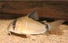 Corydoras metae