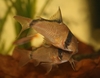 Corydoras metae lek. Hunnen øverst med egg
