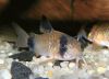 Corydoras panda