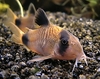 Corydoras panda