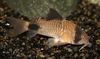 Corydoras panda