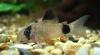 Corydoras panda