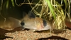 Corydoras panda