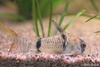 Corydoras reynoldsi