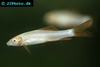 Epalzeorhynchos frenatum albino
