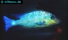 Fossorochromis rostratus male