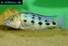 Fossorochromis rostratus female