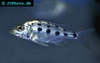 Fossorochromis rostratus juvenile