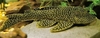 Hopliancistrus sp. L017