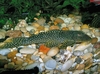 Hopliancistrus sp. L017