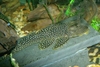 Hopliancistrus sp. L017