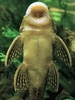 Hopliancistrus sp. L017