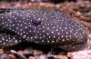 Hopliancistrus sp. L017