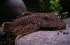 Hopliancistrus sp. L017