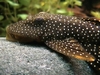 Hopliancistrus sp. L017