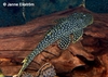 Hopliancistrus sp. L017