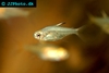 Hyphessobrycon amandae
