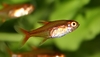 Ildtetra
