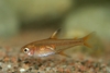 Hyphessobrycon amandae