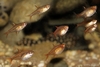 Hyphessobrycon amandae