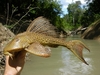 © Copyright Mark Sabaj Pérez, ANSP & All Catfish Species Inventory