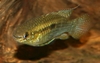 Laetacara curviceps Female