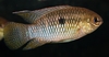 Laetacara curviceps    (Adult Female)