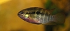 Laetacara dorsigera
