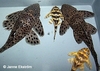 Leporacanthicus joselimai, Hoe til venstre hanne til høyre