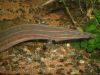 Mastacembelus erythrotaenia