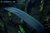 Mastacembelus erythrotaenia