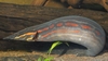 Mastacembelus erythrotaenia