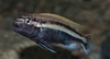 Melanochromis auratus hann