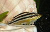 Melanochromis auratus, hun