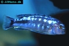 Melanochromis johannii male