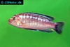Melanochromis johannii male