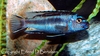 Melanochromis johannii hanne