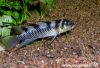 Nanochromis transvestitus (male with fry)