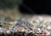 Nanochromis transvestitus (fry)