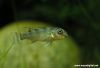 Nanochromis transvestitus (juvenile)