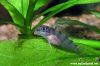 Nanochromis transvestitus (fry)