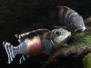Nanochromis transvestitus