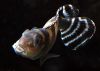 Nanochromis transvestitus (female)