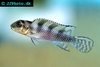 Nanochromis transvestitus