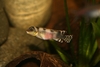 Nanochromis transvestitus