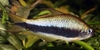 Nematobrycon palmeri   (Male)