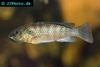 Oreochromis alcalicus female