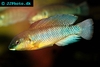 Oreochromis alcalicus male