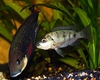 Remi Horsgård